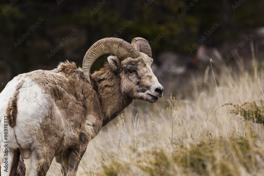 Big Horn Sheep in the Seculed Nature of Banff National park Big Horn Sheep in the Seculed Nature of Banff National park