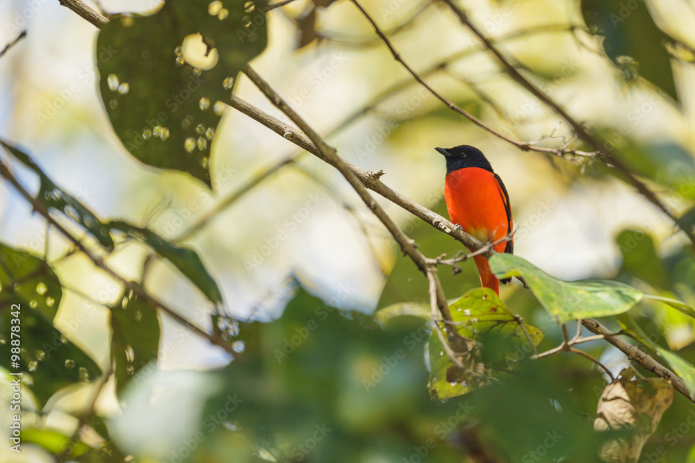 A male of Scarlet Minivet perching on a branch A male of Scarlet Minivet perching on a branch