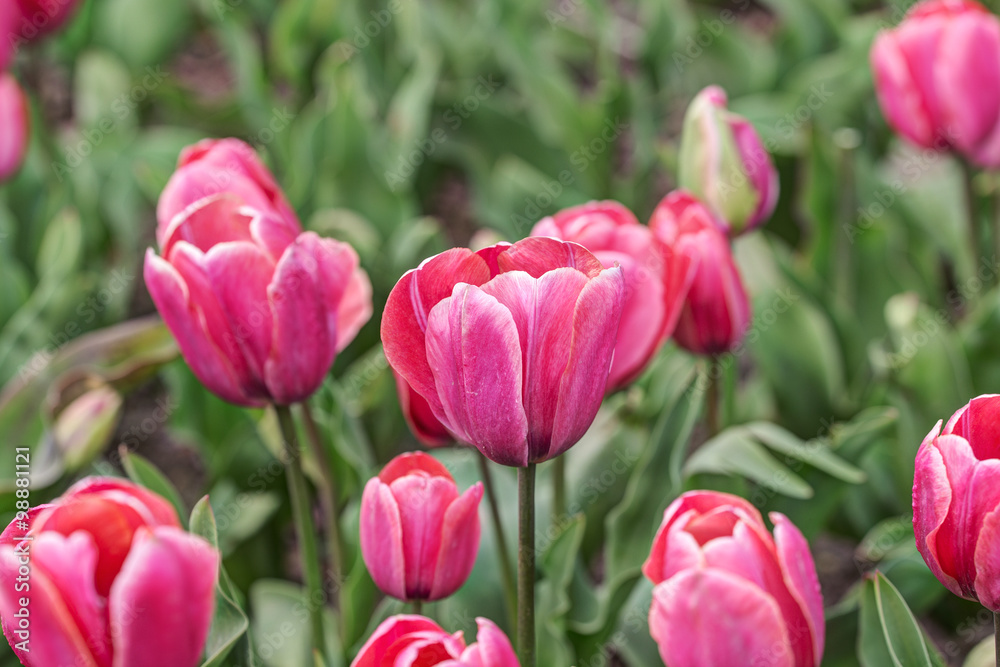 purple and pink tulips