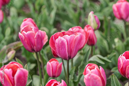 purple and pink tulips