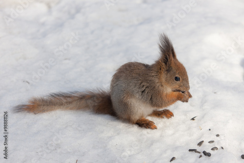 Portrait of a squirrel in winter © Maslov Dmitry