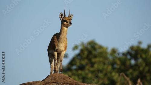 A small klipspringer antelope (Oreotragus oreotragus) on a rock, Kruger National Park, South Africa photo