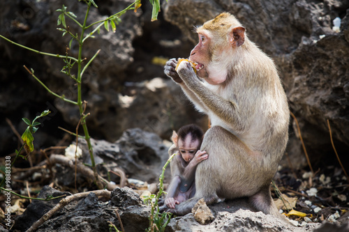 Monkey mom with baby. © pojvistaimage