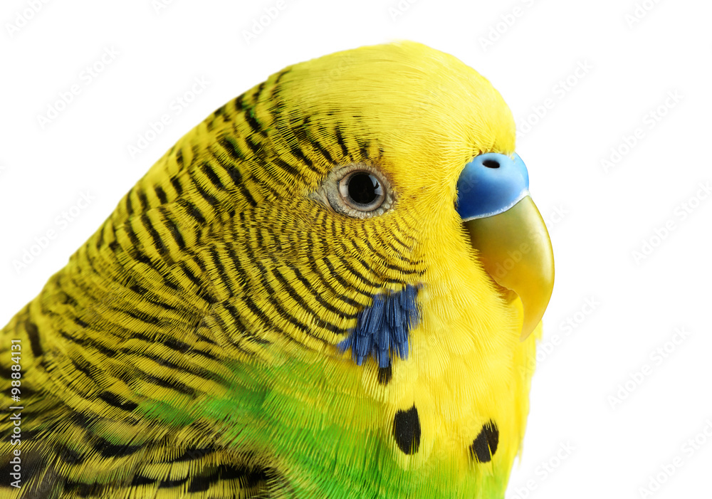 Fototapeta premium Budgerigar. Parrot isolated on white background.