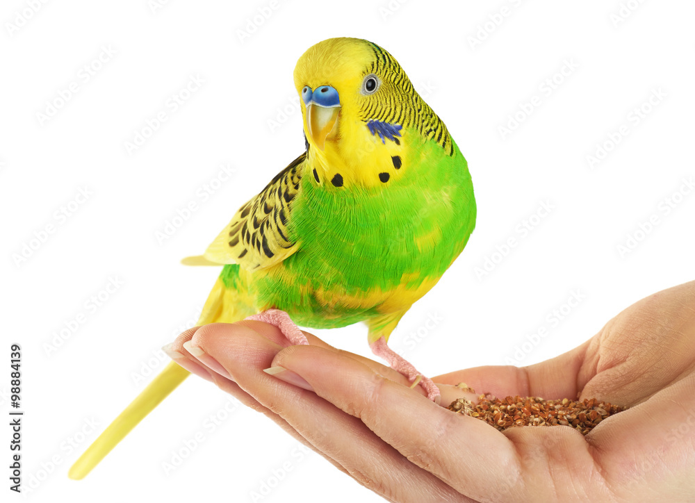 Naklejka premium Budgerigar. Parrot isolated on white background.