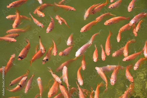 close up red nile tilapia fish swimming in a pond 