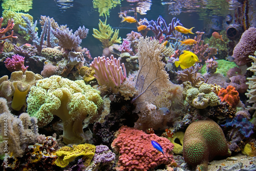 Obraz premium Korallen Riff Aquarium mit bunten Fischen
