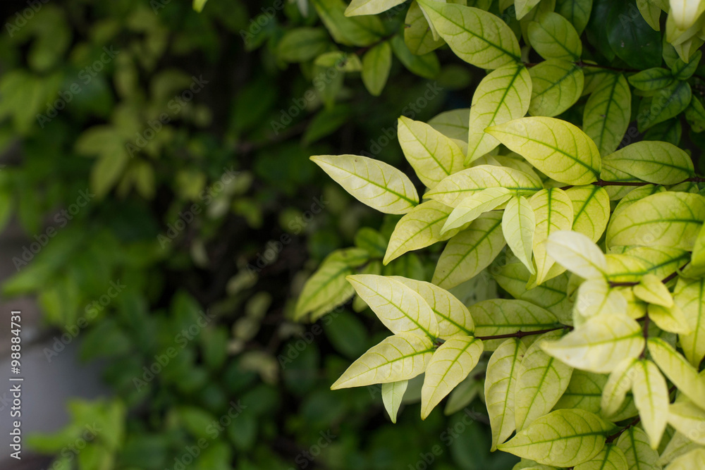 Obraz premium Tropical fragrant leaves (Wrightia religiosa Benth)