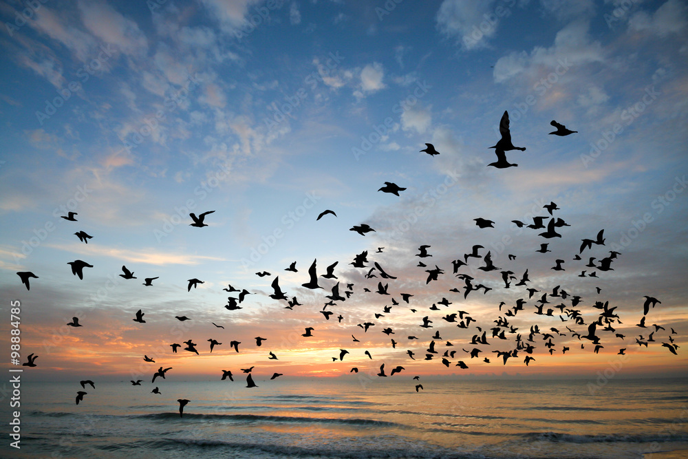 Bird over sea on Morning time