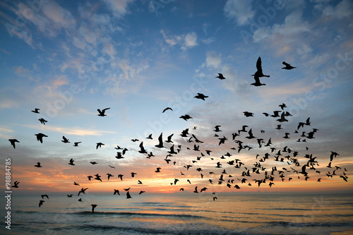 Bird over sea on Morning time © nitinut380