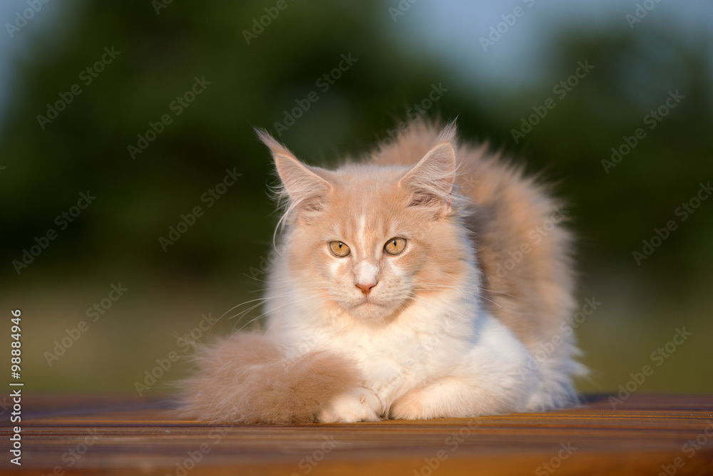 young maine coon cat lying down outdoors young maine coon cat lying down outdoors