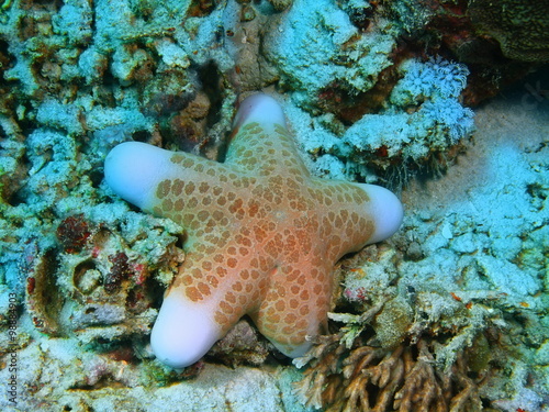 Starfish, Island Bali