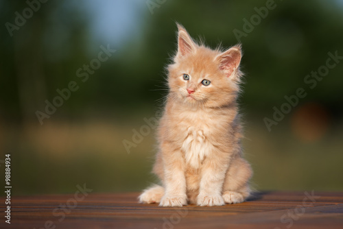 adorable maine coon kitten sitting outdoors