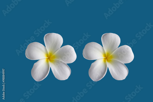 (With clipping path) Isolated beautiful sweet white plumeria