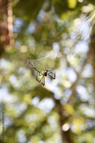 close up female golden sllk orb weaving spider creating cobweb in nuture 