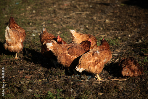 Hen family photo