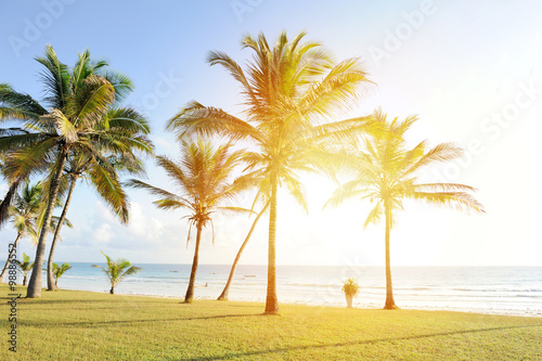 Palm on beach