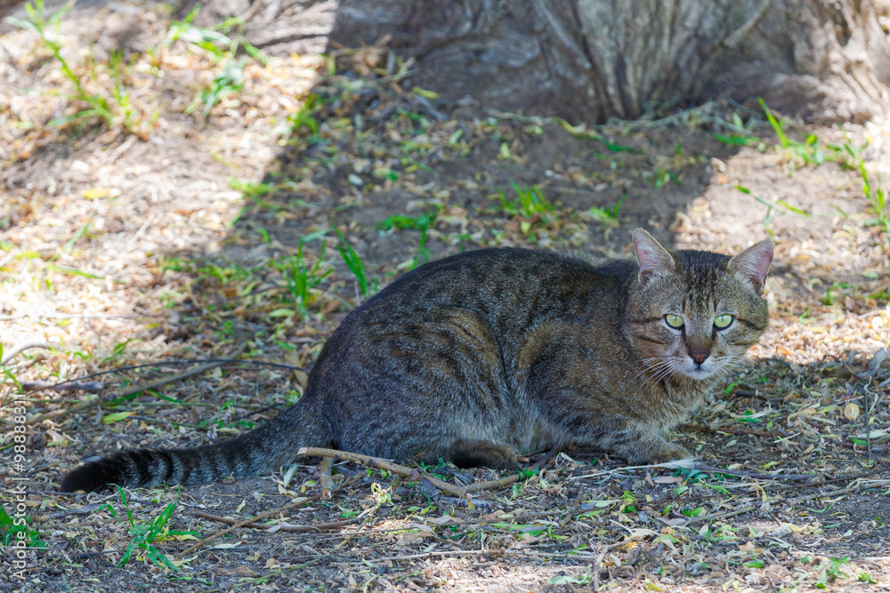 Tabby homeless cat looks suspiciously