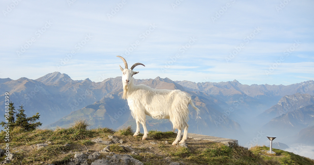 Obraz premium Capre Selvatiche che pascolano in montagna