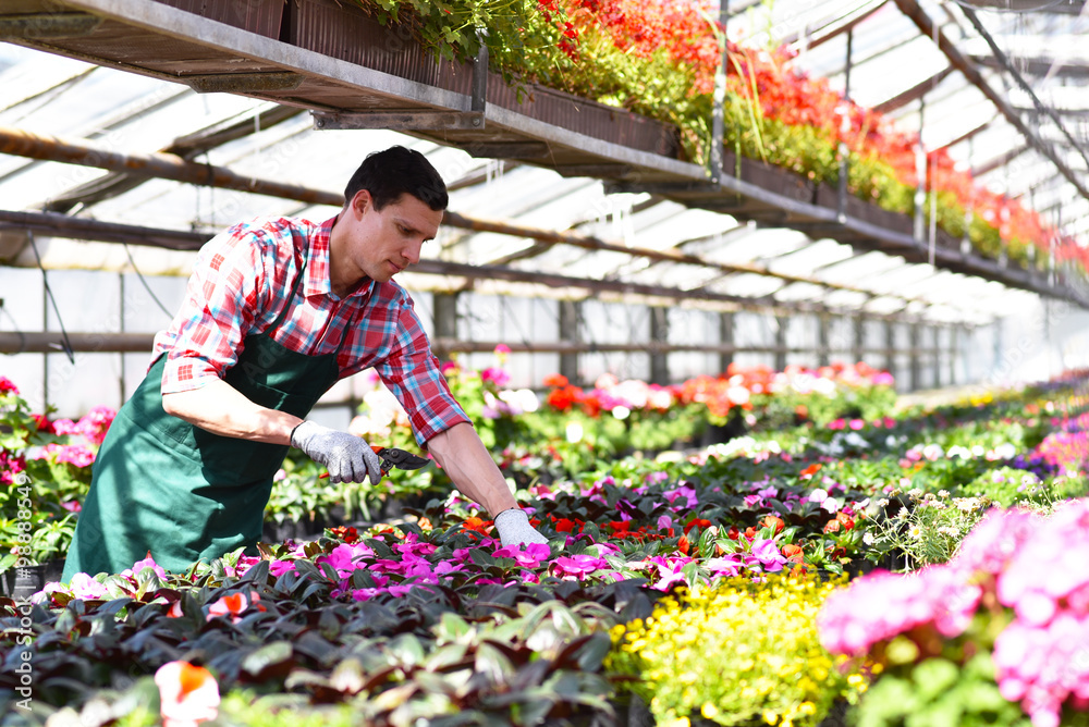Gärtner arbeitet in einem Gewächshaus // Gardener works in a greenhouse
