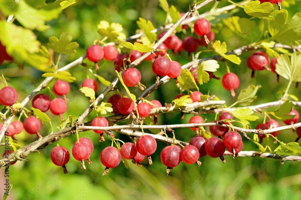 Obraz premium Gooseberries on branches