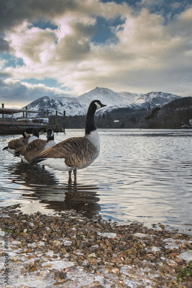 Geese in Derwent Water in the English Lake District, with snow capped mountains