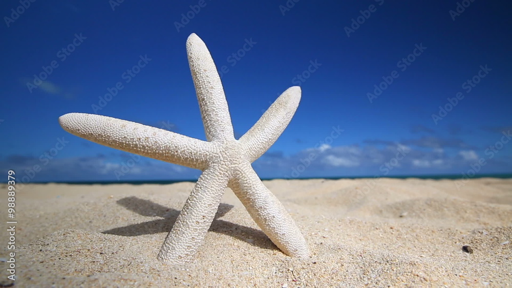 White starfish on caribbean sandy beach, travel concept, Hawaii White starfish on caribbean sandy beach, travel concept, Hawaii