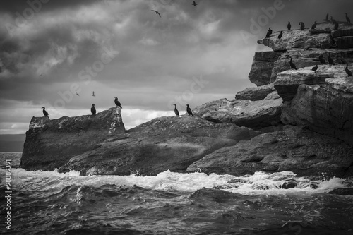 Canvas-taulu Cormorants roost on Bird Island off the coast of Cape Breton, Canada