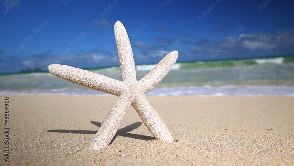 White starfish on caribbean sandy beach, travel concept, Hawaii White starfish on caribbean sandy beach, travel concept, Hawaii