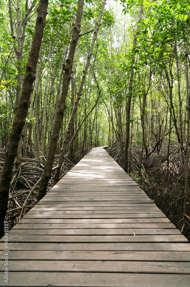 Obraz premium Path in Mangrove forest 