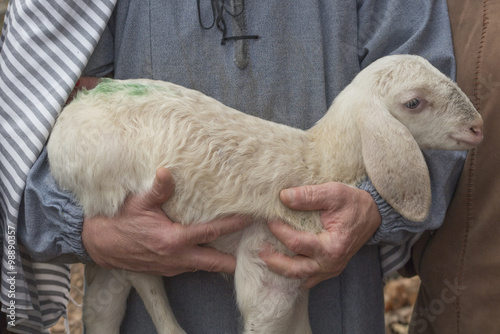 Fototapeta lamb with shepherd