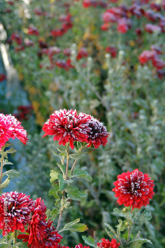 Beautiful Chrysanthemum Flower Blooming