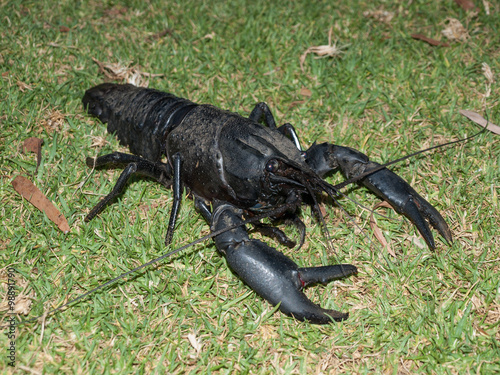 Western australian, wild black marron crayfish