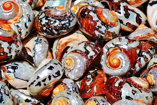 Close up of beautiful sea shells