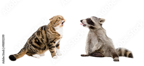 Meowing cat Scottish Fold and raccoon showing tongue together