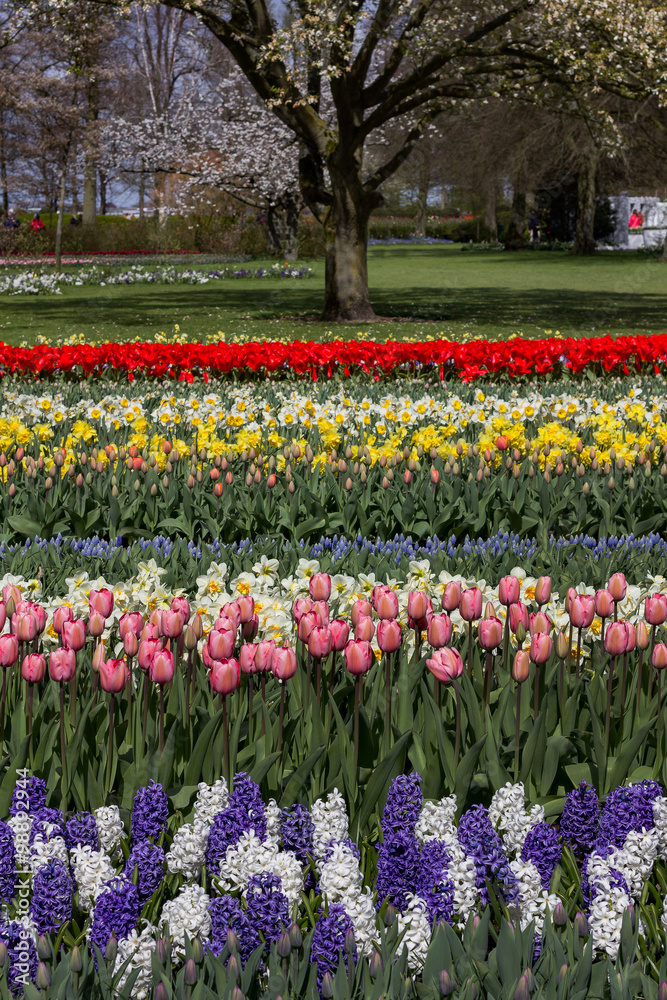 tulip field in North Holland during spring