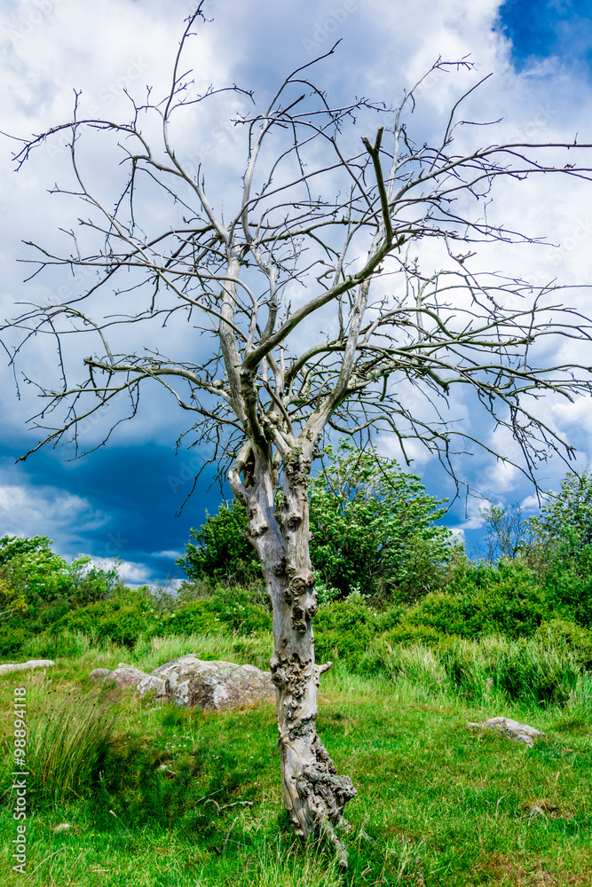 lonely single tree on the meadow before the storm lonely single tree on the meadow before the storm