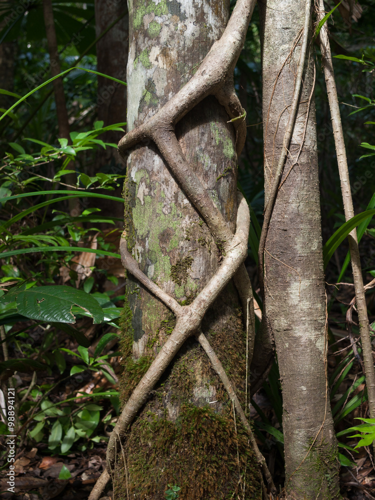 Tropical rainforest jungle vine wrapping around tree Stock Photo