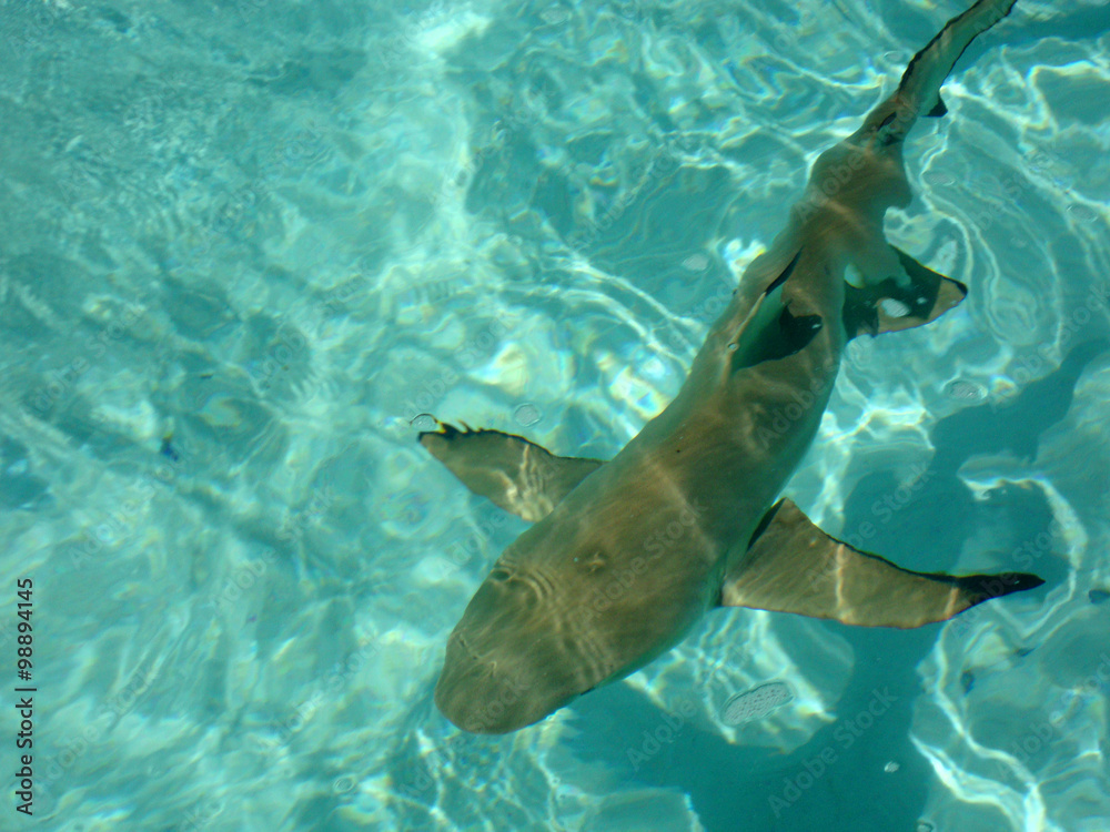 Fototapeta premium Blacktip reef sharks in the lagoon of Moorea, French Polynesia.