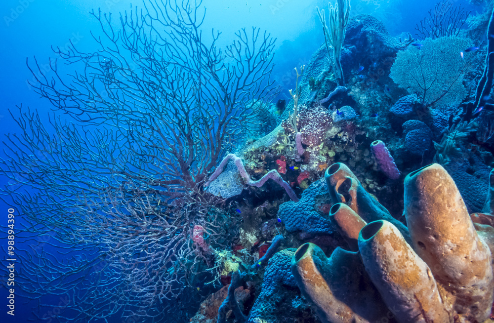 Naklejka premium Underwater coral reef