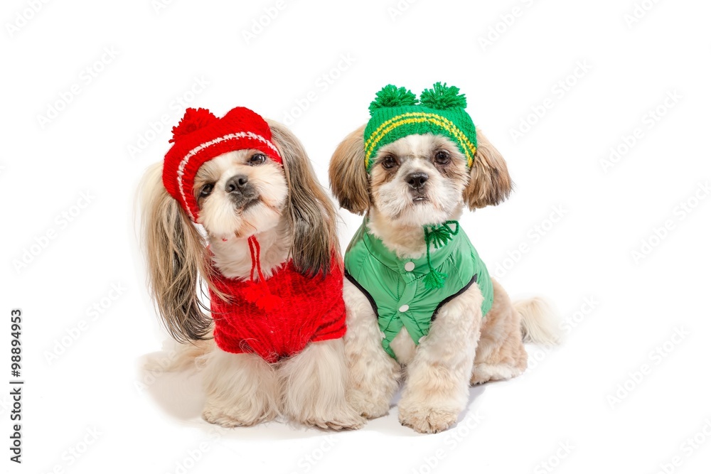 Do Shih Tzus Need Coats In The Winter