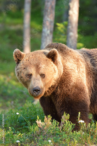 big brown bear portrait in forest
