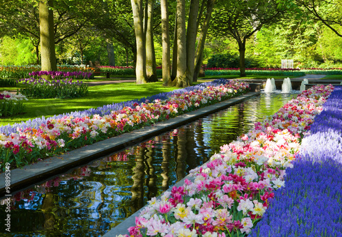 Fototapeta Naklejka Na Ścianę i Meble -  Keukenhof - Largest flower garden in Europe - Holland
