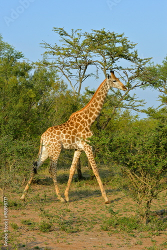 Girafe courant dans la savane © Pascale Gueret