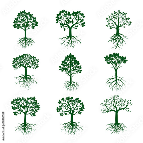Set of Green Trees and Roots