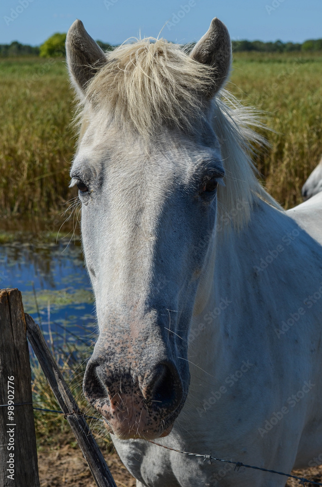 Obraz premium Cheval