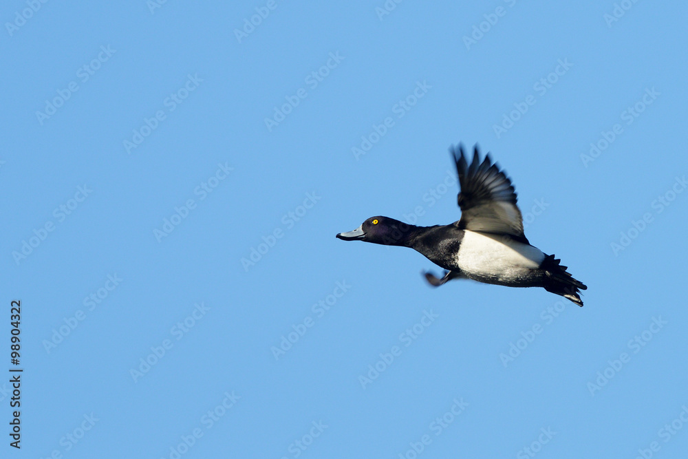 Fototapeta premium Tufted Duck, Aythya fuligula