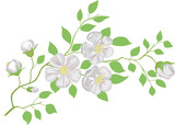 Vector illustration. The blossoming apple-tree branch.
