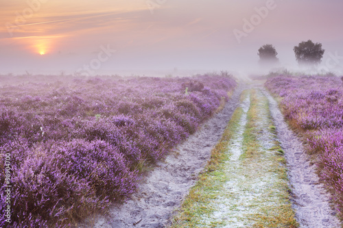 Path through blooming heather and fog in The Netherlands