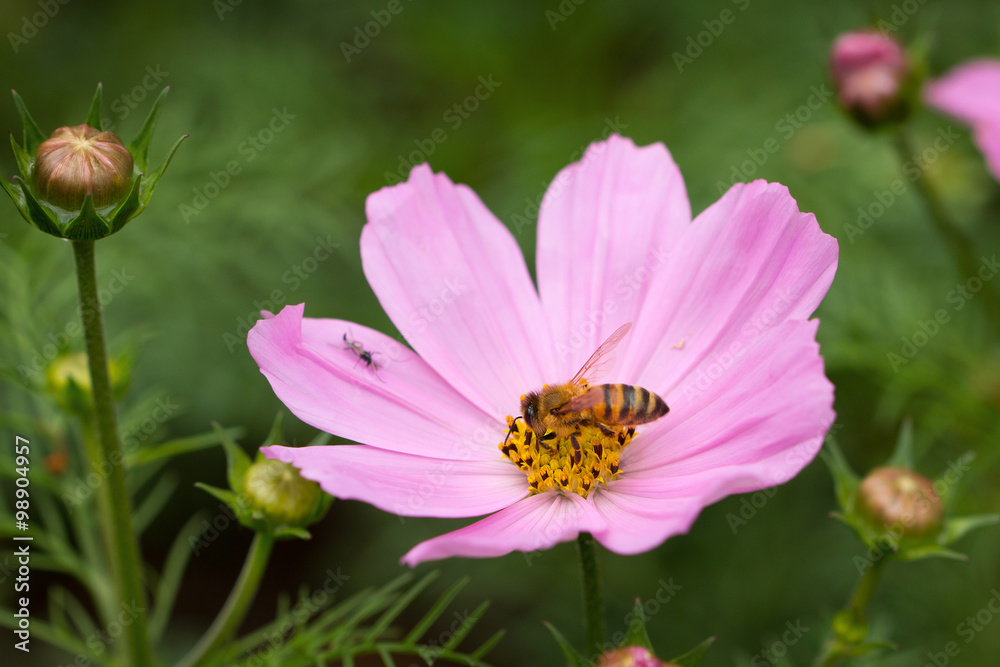 Cosmos blossoming in spring Cosmos blossoming in spring